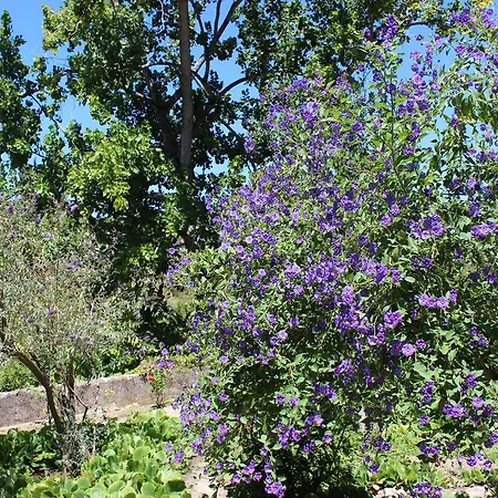 Quinta De Sao Tadeu Casa de hóspedes Sintra